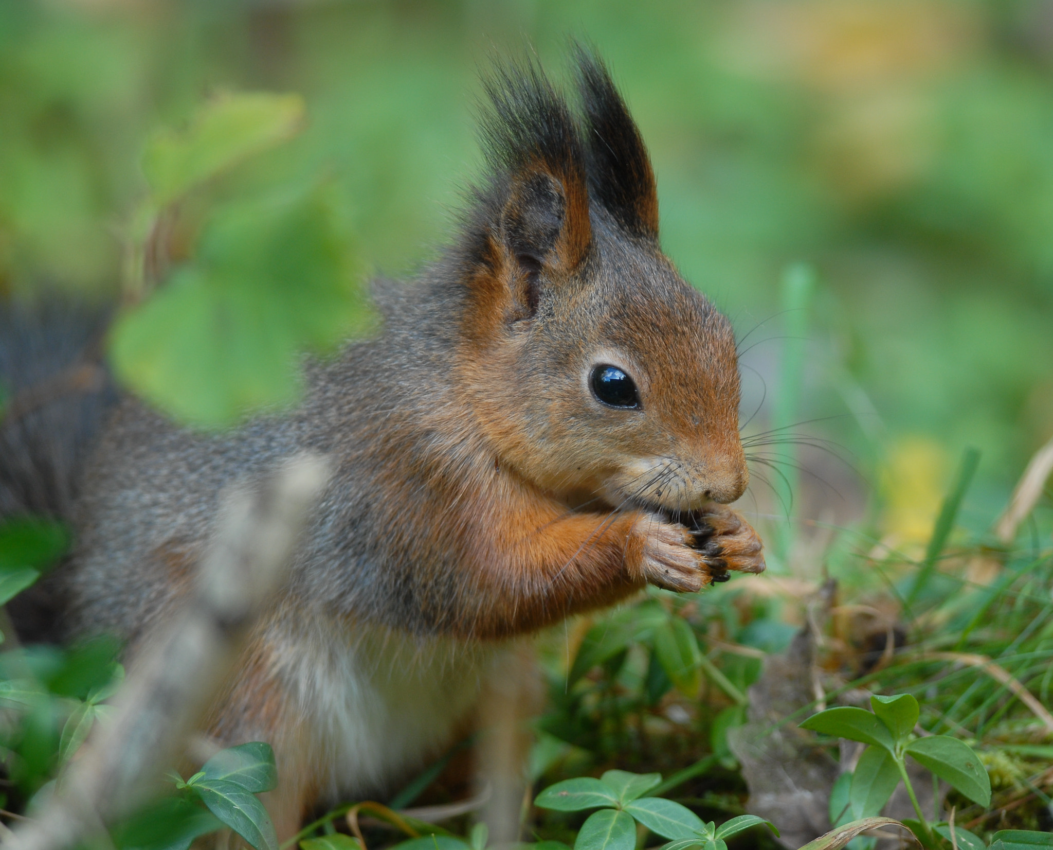 Nikon D200 + Nikon AF-S Nikkor 300mm F4D ED-IF sample photo. Squirrel photography