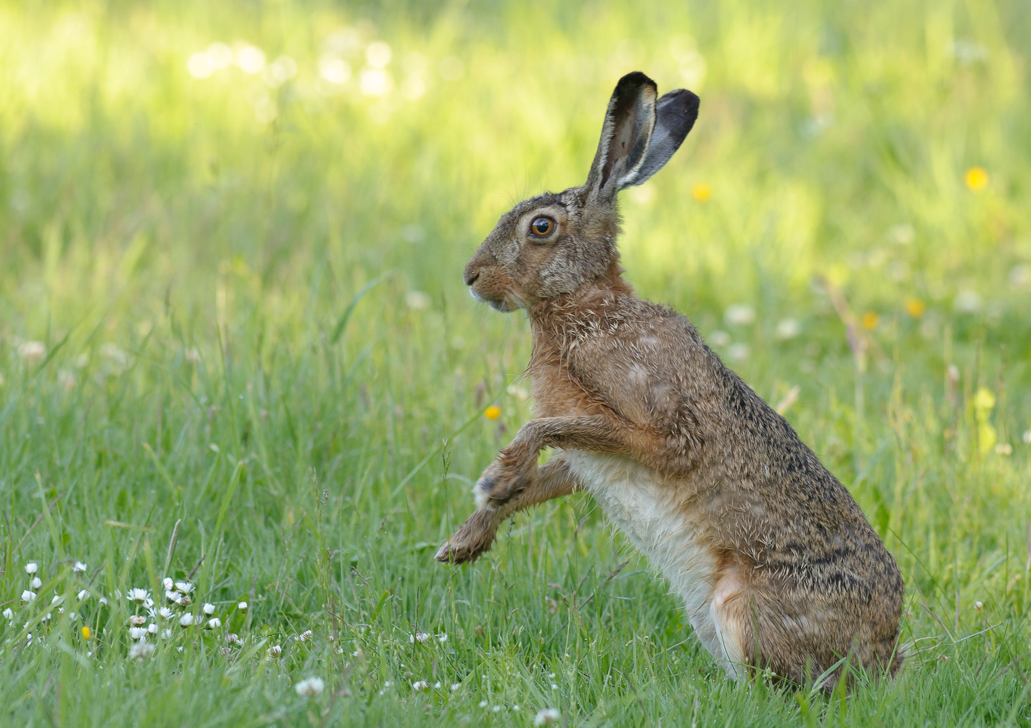 Nikon AF-S Nikkor 300mm F2.8G ED VR II sample photo. Brown hare in grass photography
