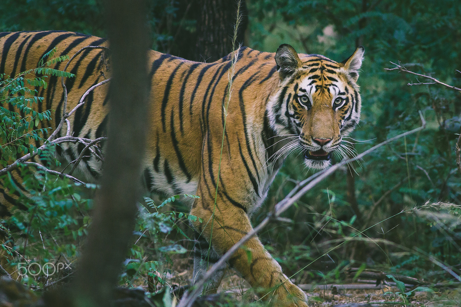 Canon EOS 60D + Canon EF 400mm F5.6L USM sample photo. The emerging queen photography