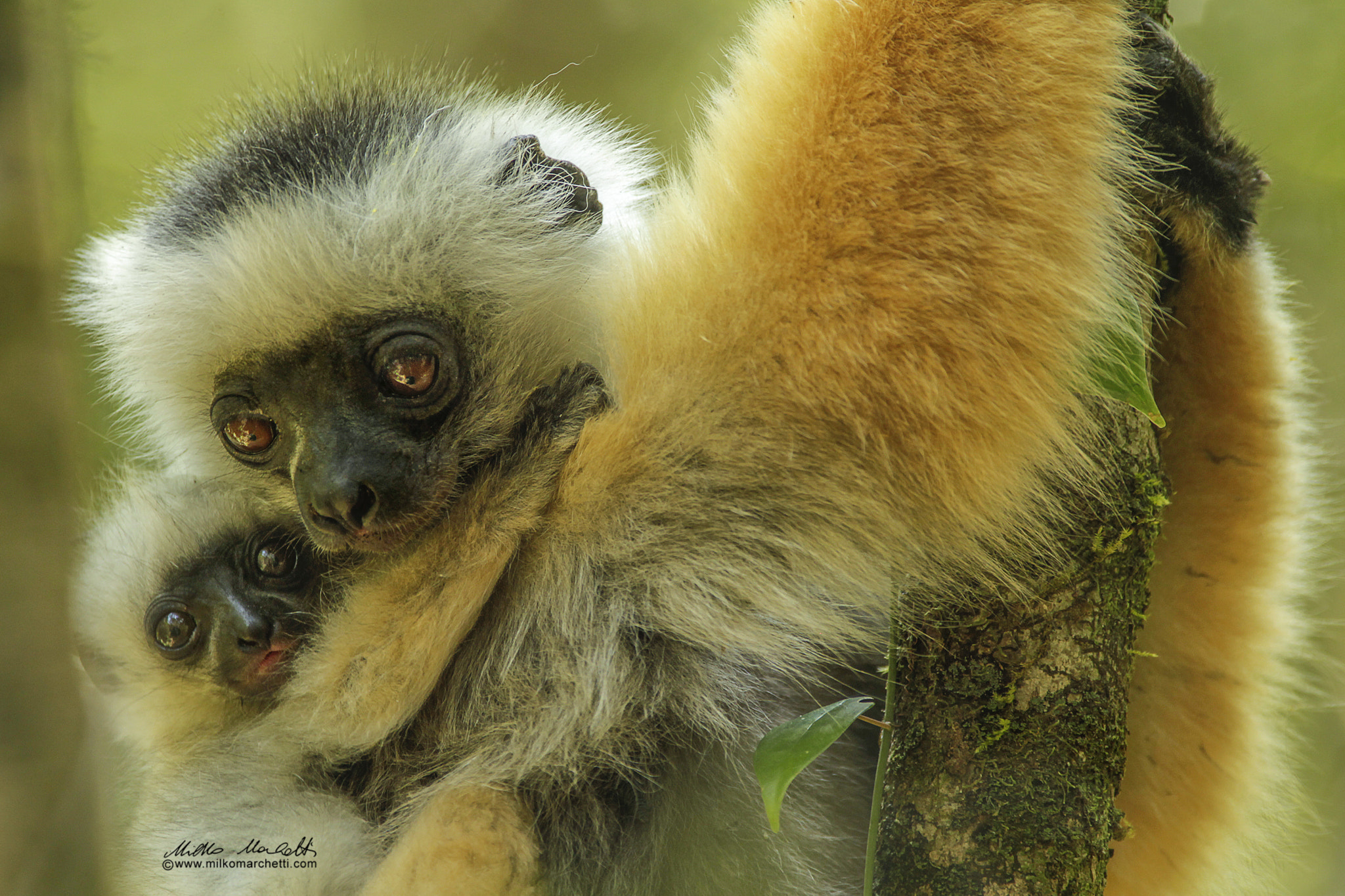 Canon EOS-1D Mark IV + Canon EF 300mm f/2.8L + 1.4x sample photo. Lemur with cub photography