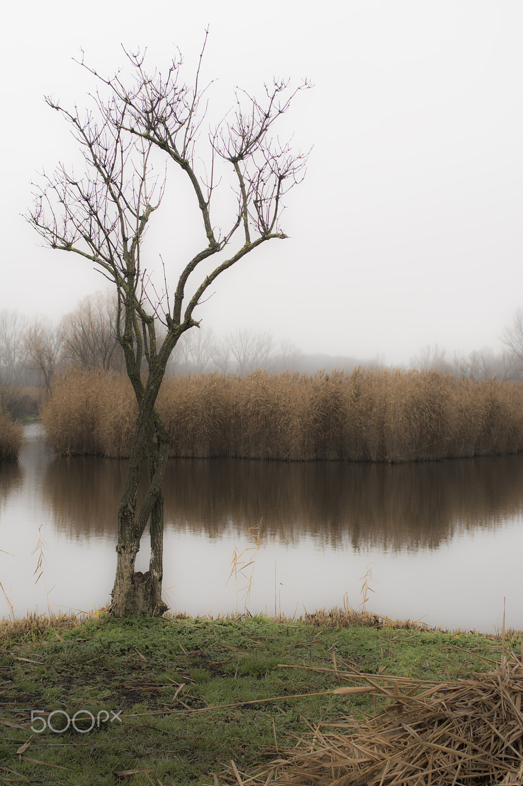 Nikon D7100 + AF Zoom-Nikkor 35-70mm f/2.8 sample photo. Tree photography