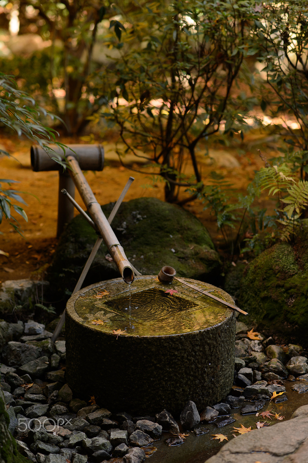 Nikon Df + Nikon AF-S Nikkor 85mm F1.8G sample photo. Water bowl photography