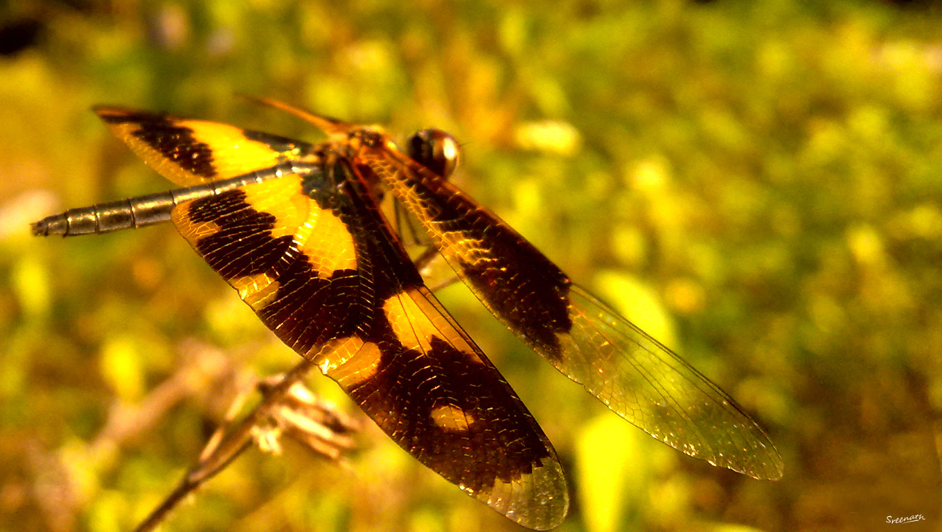 Nokia N79 sample photo. A macro of a dragonfly photography
