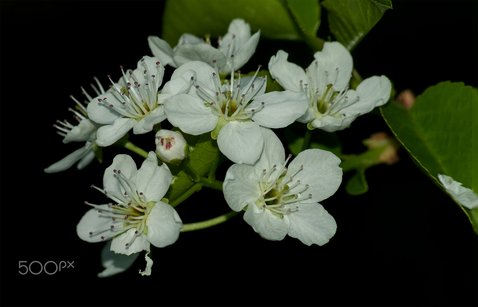Pentax K-5 IIs + Sigma sample photo. 17417855214.jpg photography