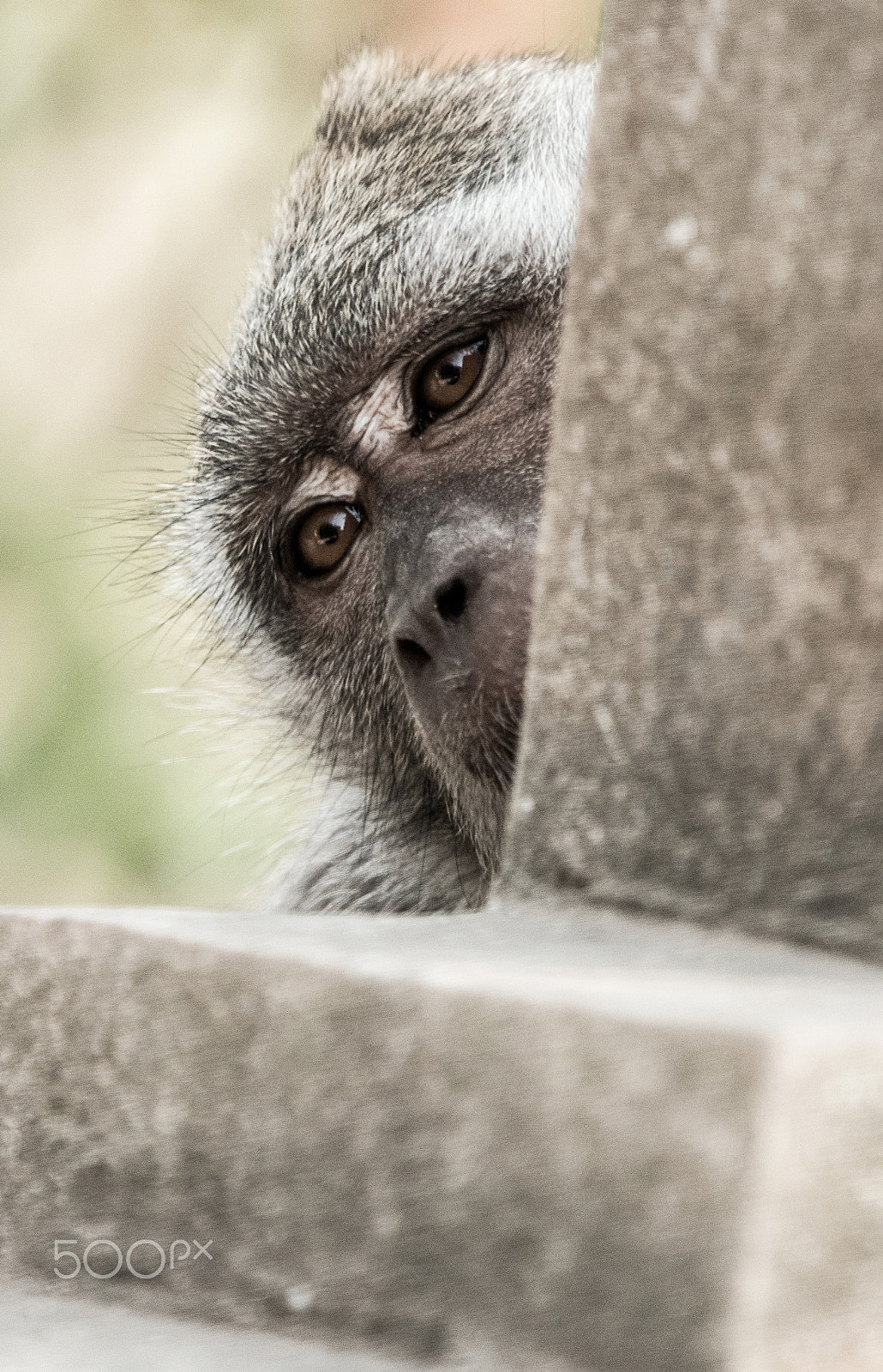 Canon EF 70-200mm F2.8L IS II USM sample photo. Monkey photography