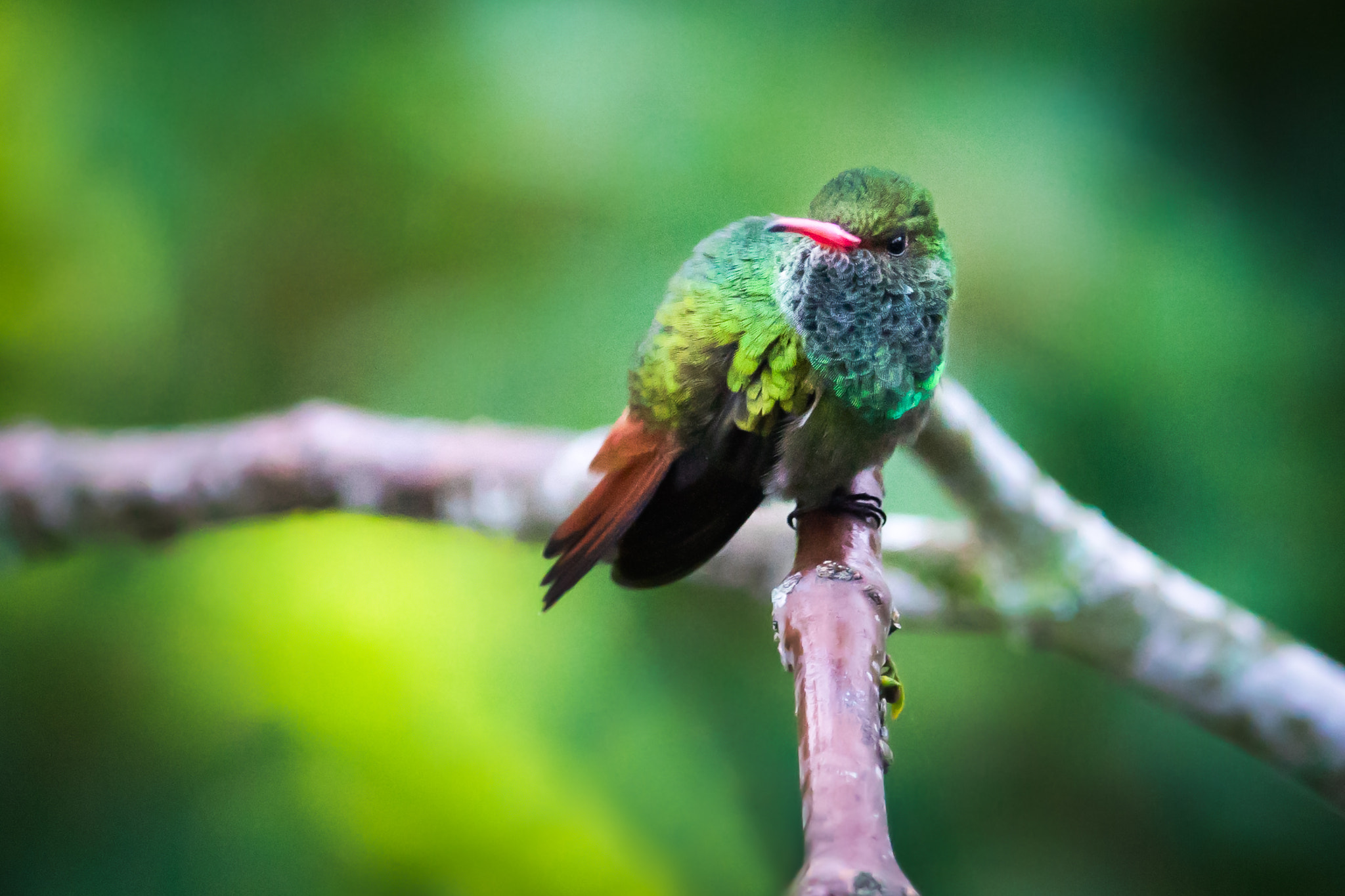 Sony ILCA-77M2 + 300mm F2.8 G sample photo. Rufous-tailed hummingbird photography