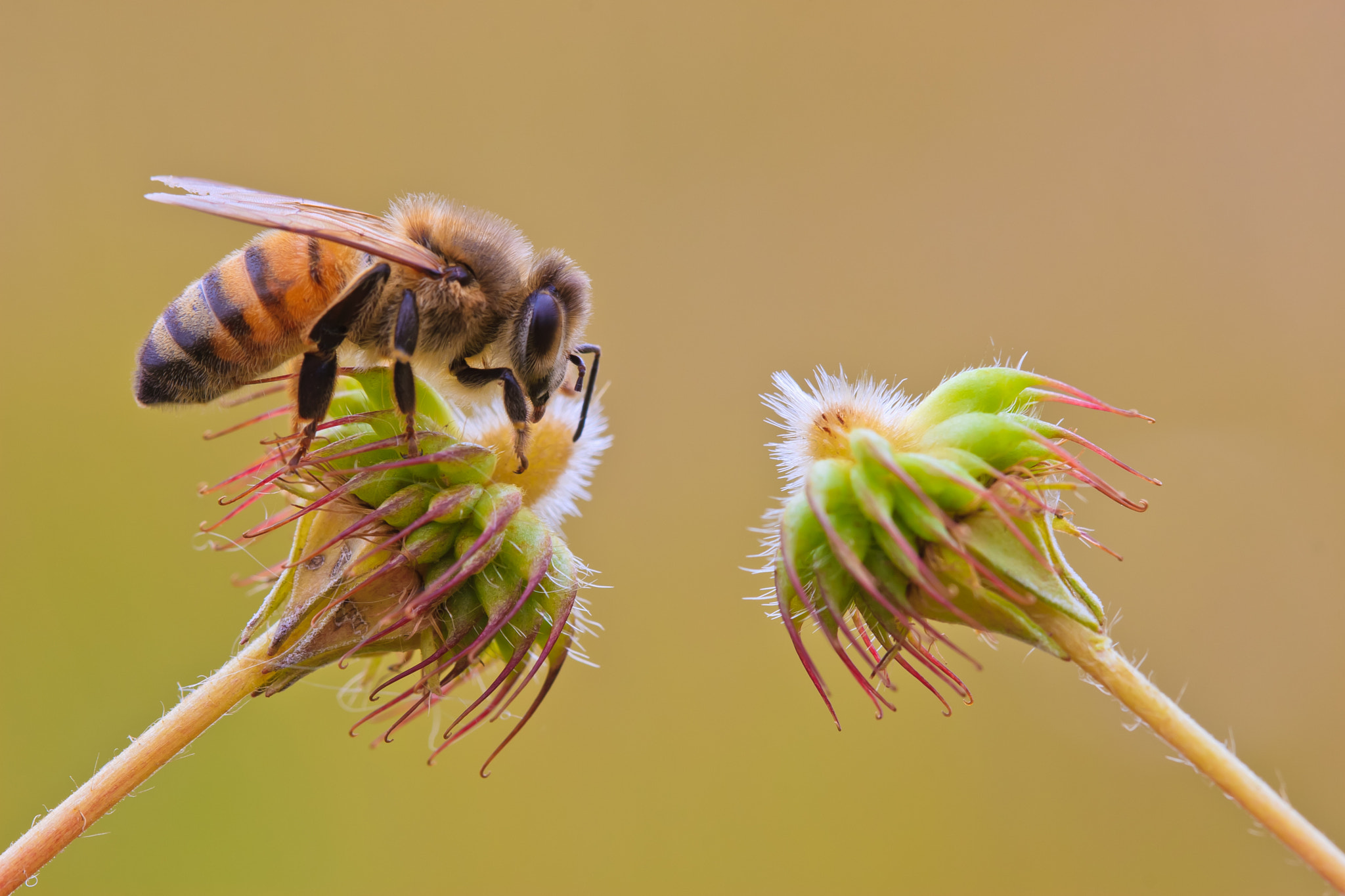 Canon EOS 30D + Canon EF 100mm F2.8 Macro USM sample photo. Bee resting on a seed head photography