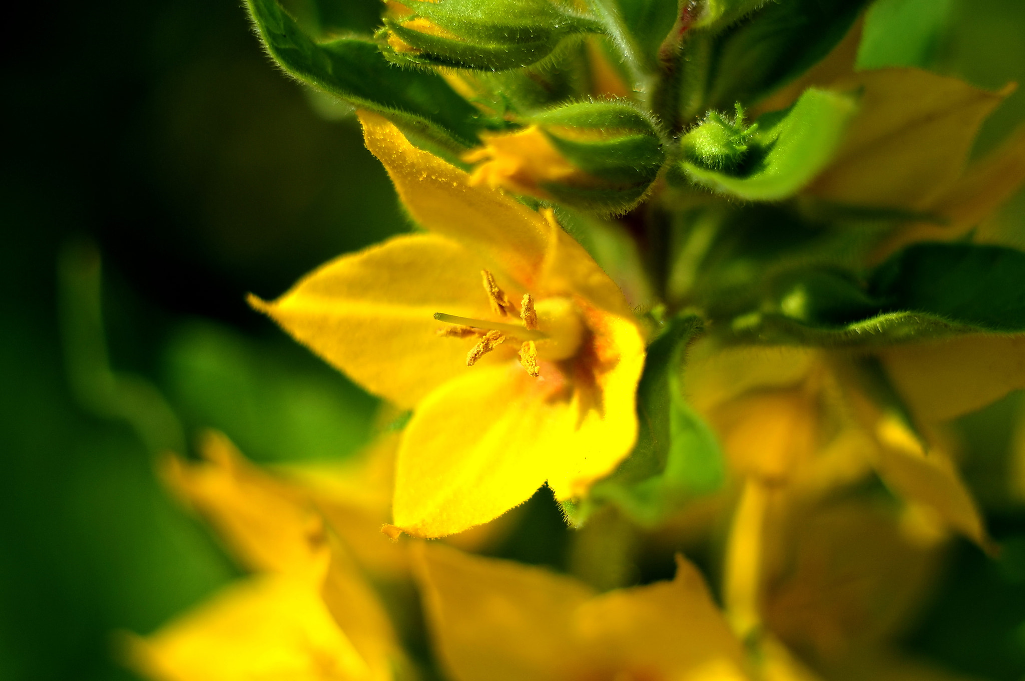 Nikon D300 + Manual Lens No CPU sample photo. цветок photography