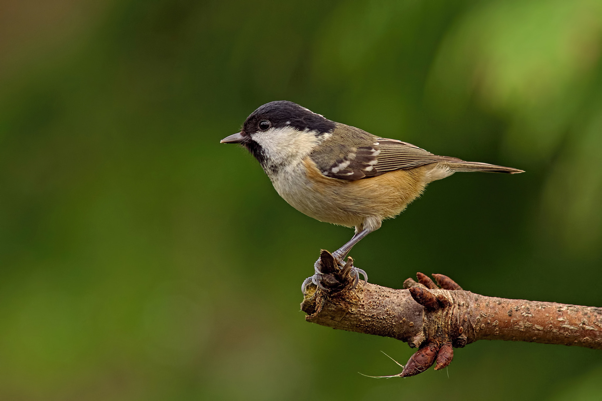 Sony a99 II + Minolta AF 300mm F2.8 HS-APO G sample photo. Coal tit photography