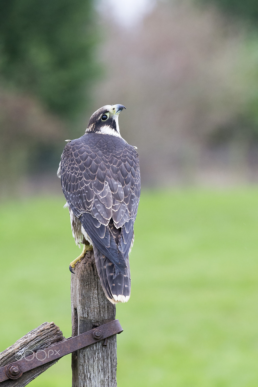 Nikon AF-S Nikkor 300mm F2.8G ED-IF VR sample photo. Peregrine falcon photography