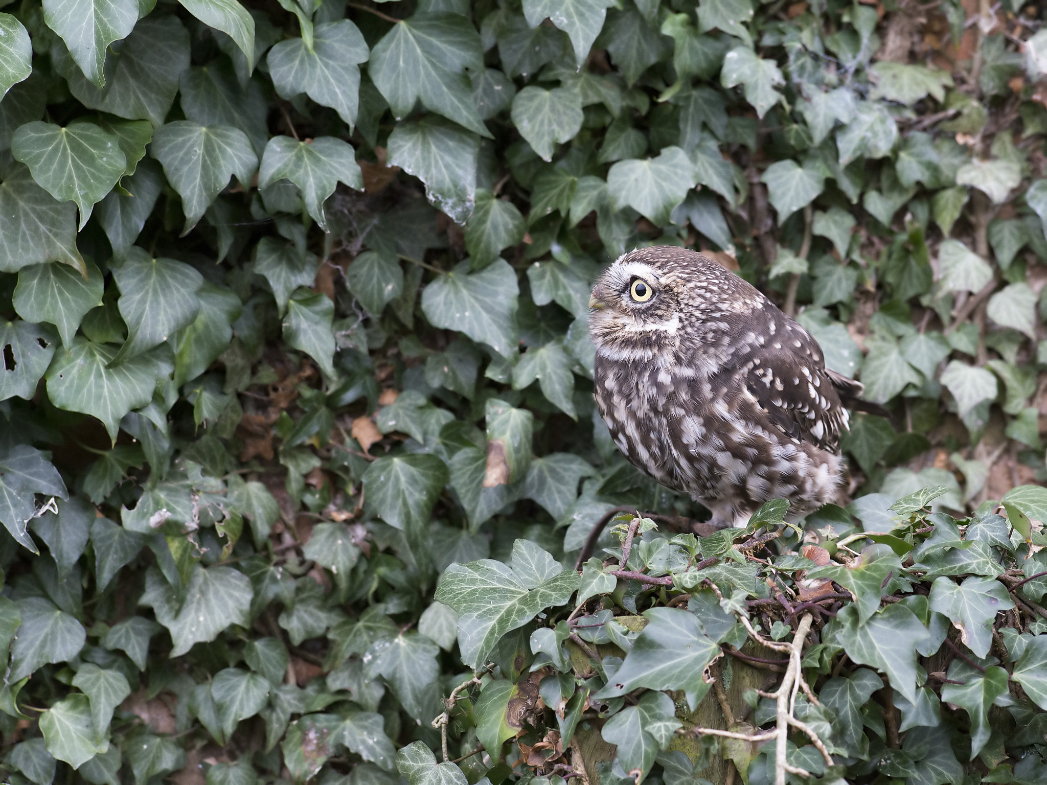 Nikon AF-S Nikkor 300mm F2.8G ED-IF VR sample photo. Little owl photography