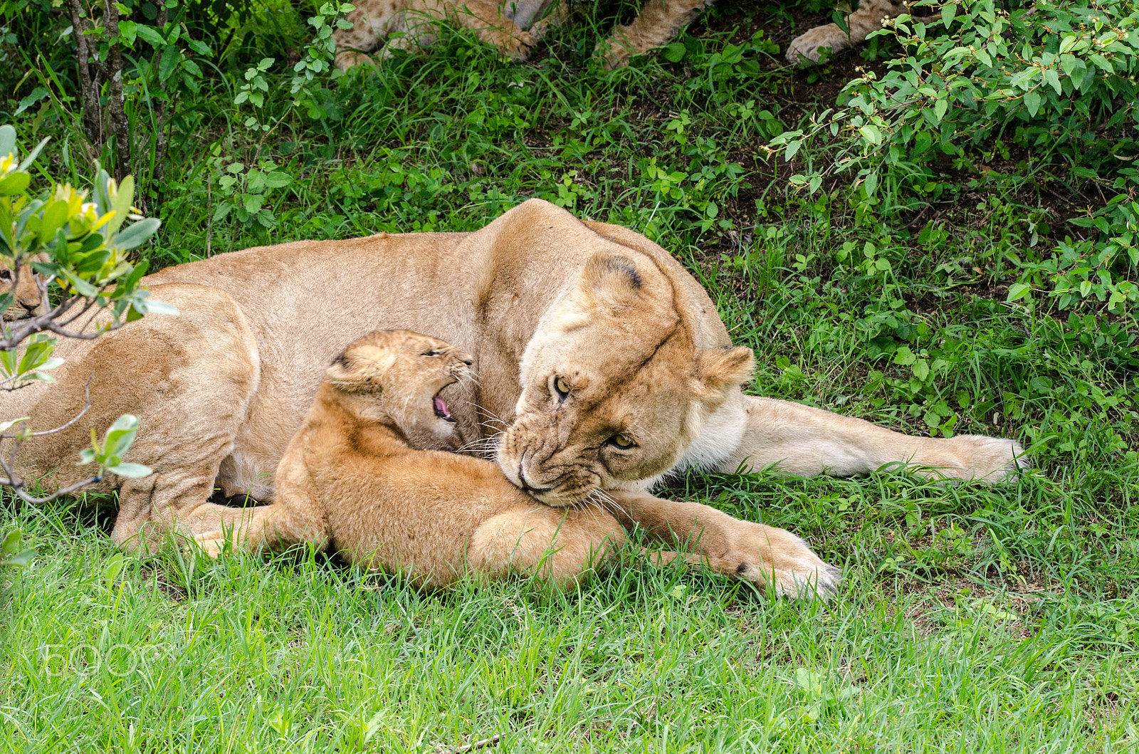 Sigma 50-150mm F2.8 EX APO DC OS HSM sample photo. Loiness with cubs #2 photography