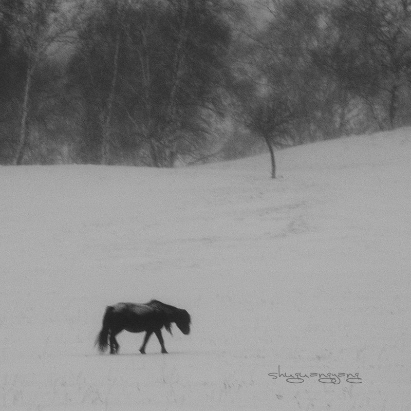 AF-S Zoom-Nikkor 80-200mm f/2.8D IF-ED sample photo.  冬季  photography