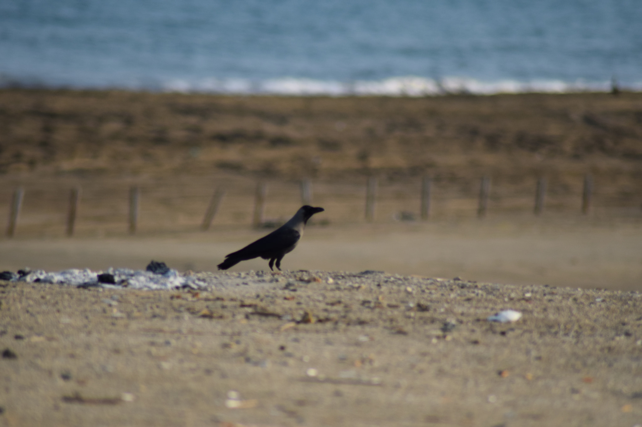 Nikon AF Nikkor 70-300mm F4-5.6G sample photo. Birds on the beach photography