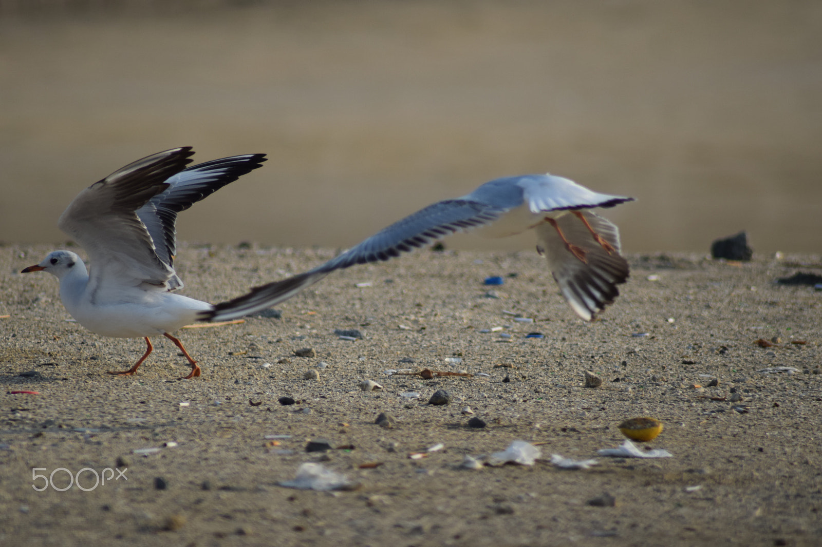 Nikon AF Nikkor 70-300mm F4-5.6G sample photo. Birds on the beach photography