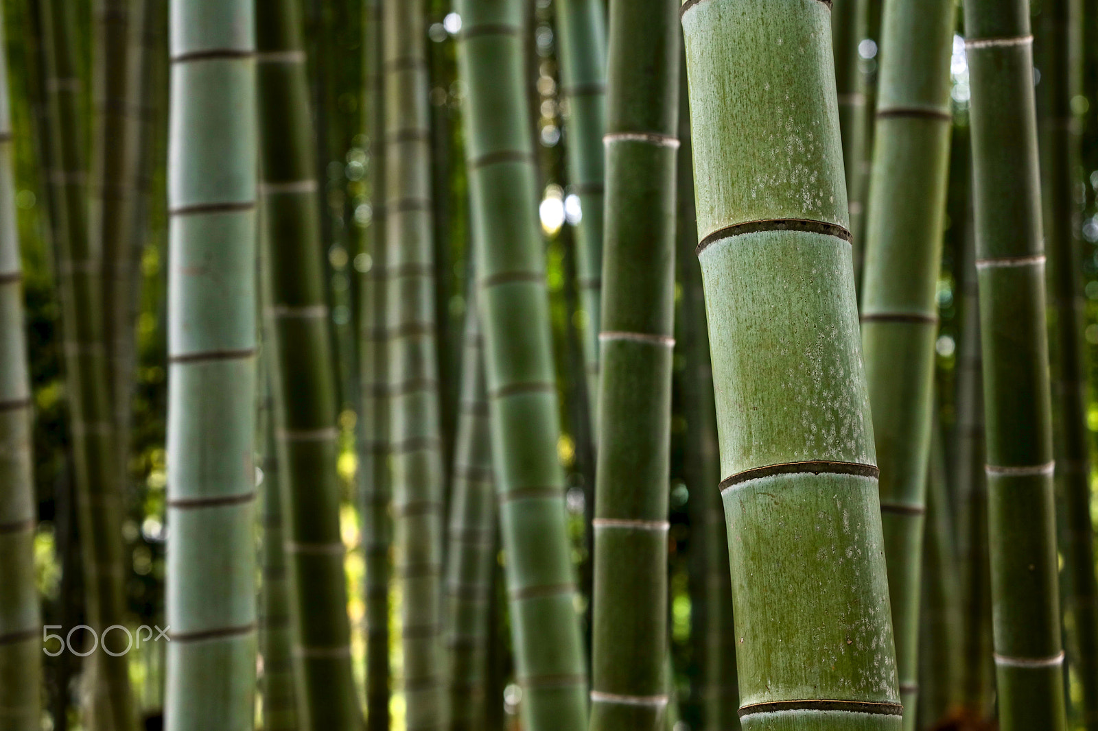 Canon 85mm sample photo. Bamboo forrest in kyoto (2) photography