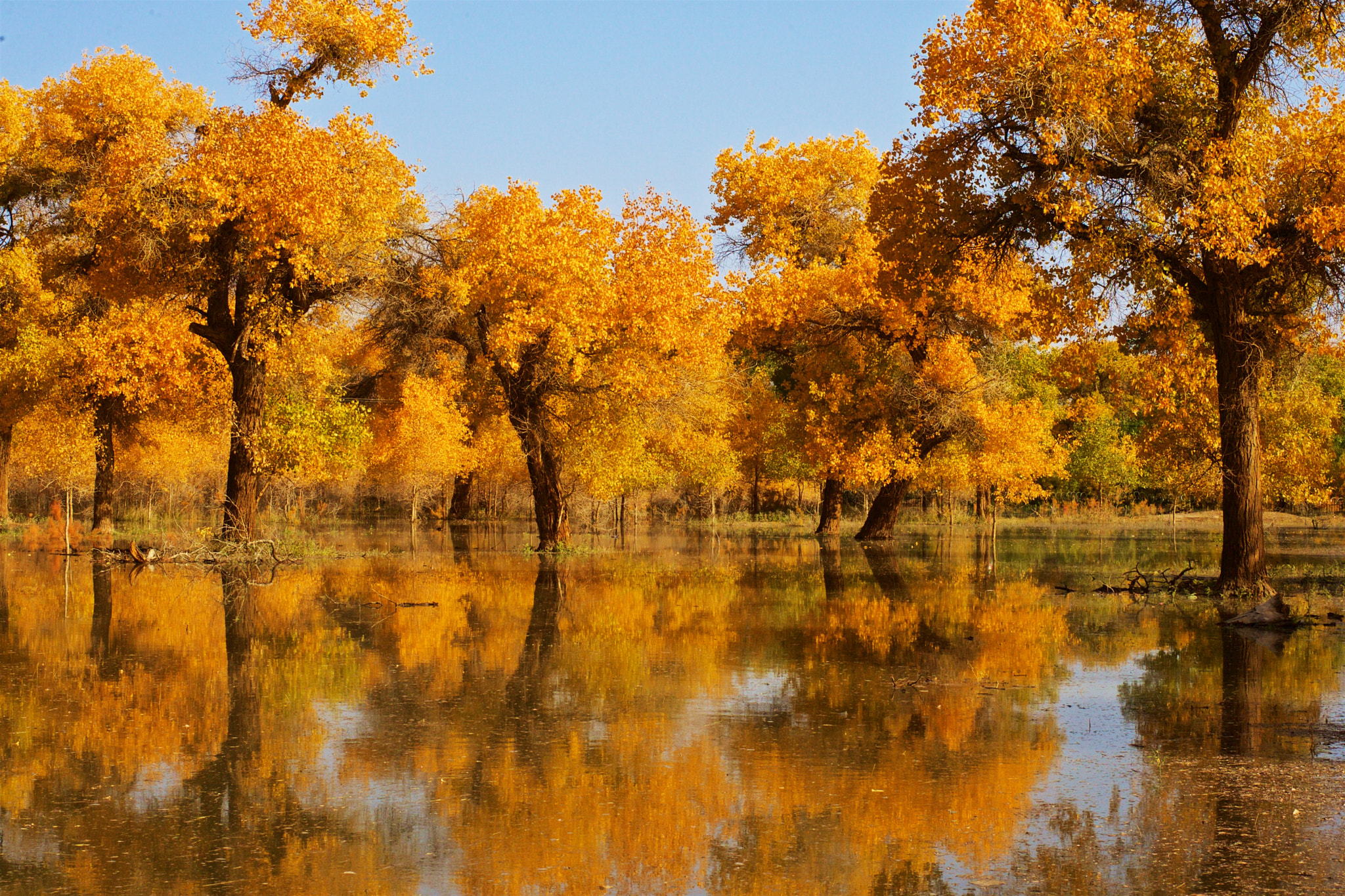 ZEISS Otus 55mm F1.4 sample photo. Populus euphratica forest photography