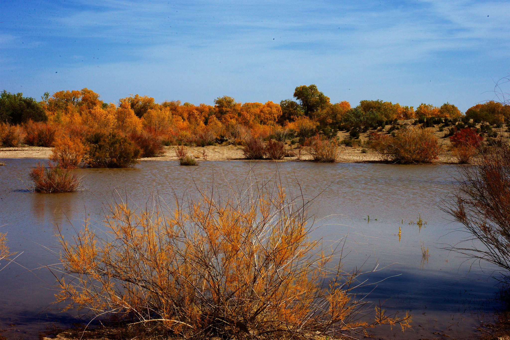 ZEISS Otus 55mm F1.4 sample photo. Populus euphratica forest photography