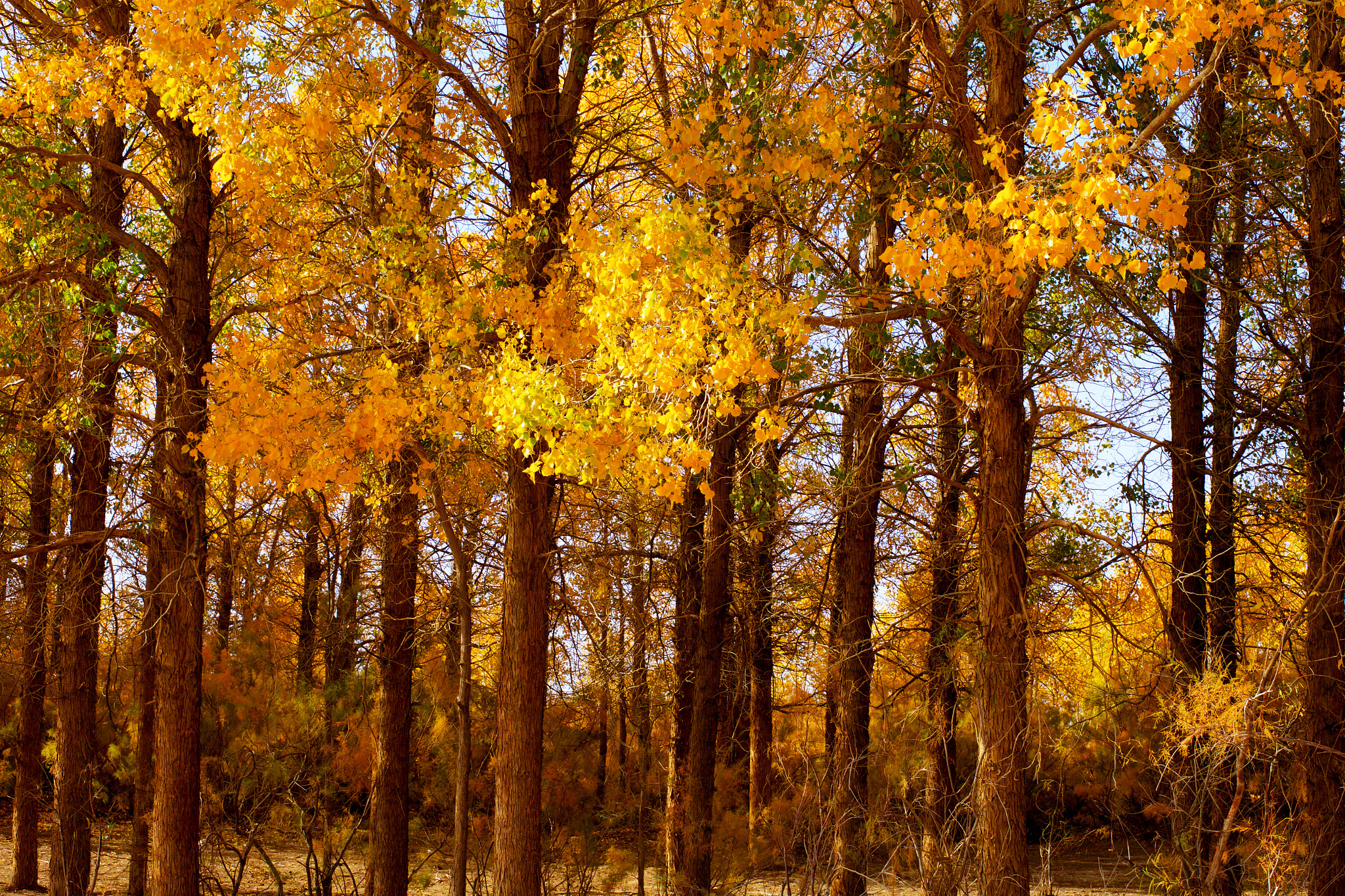 ZEISS Otus 55mm F1.4 sample photo. Populus euphratica forest photography