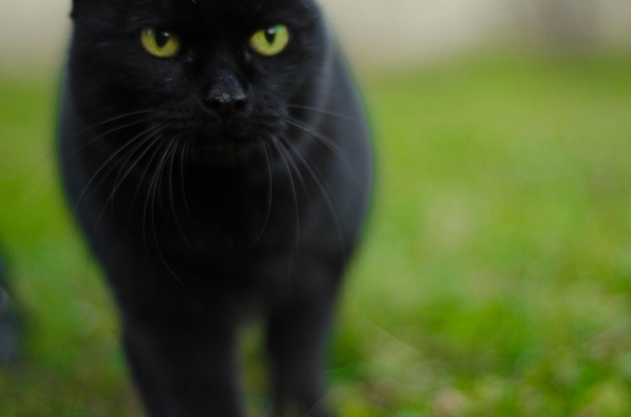 Nikon D5100 + Nikon AF Nikkor 50mm F1.8D sample photo. Cat like a panther photography