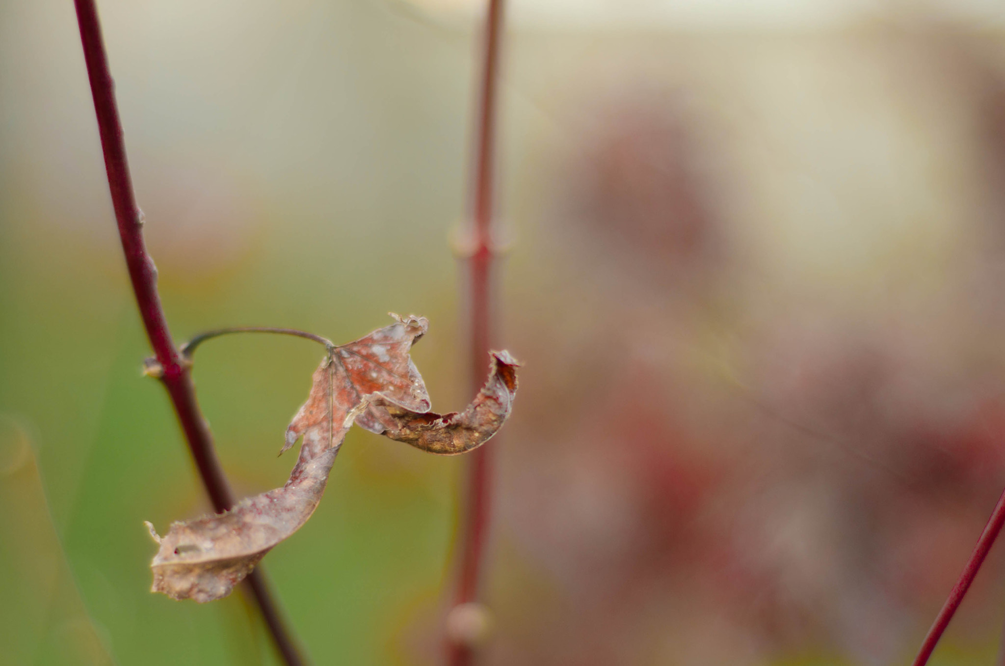 Nikon D5100 + Nikon AF Nikkor 50mm F1.8D sample photo. The last leaf photography