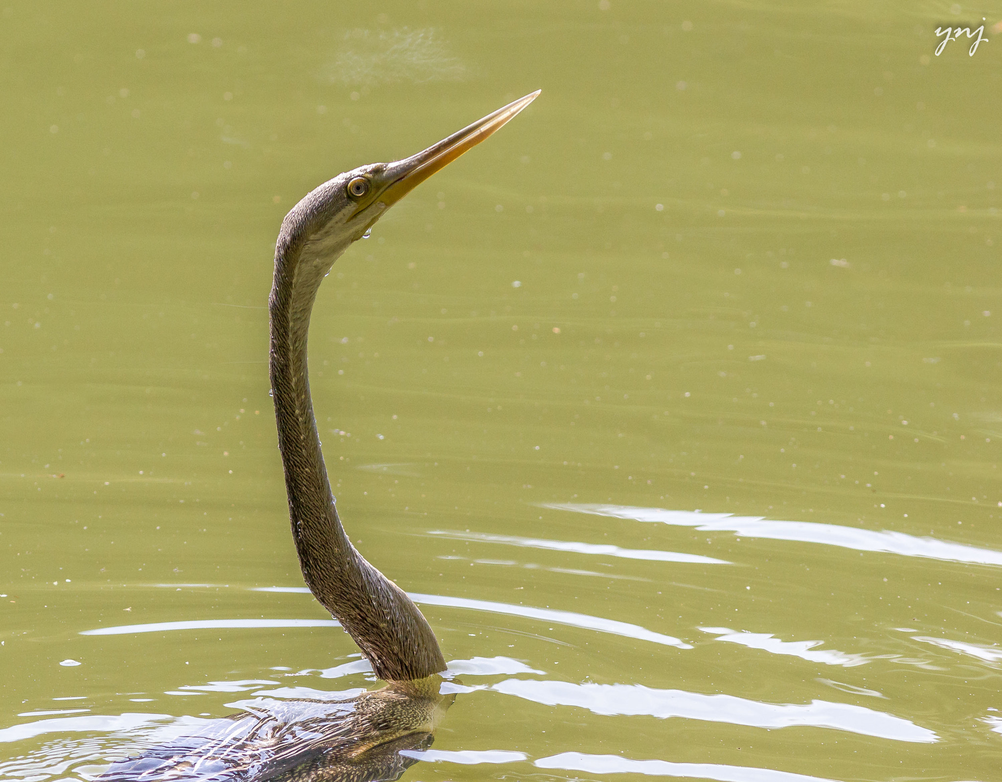 Canon EOS 550D (EOS Rebel T2i / EOS Kiss X4) + Canon EF 400mm F5.6L USM sample photo. The darter neck photography