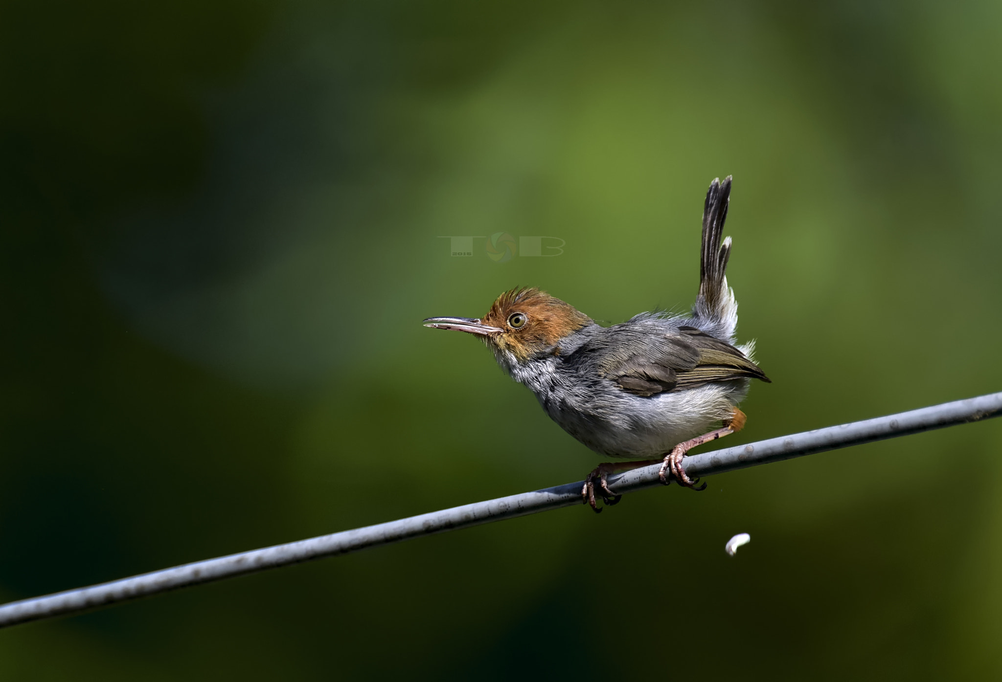 Nikon AF-S Nikkor 600mm F4D ED-IF II sample photo. Orthotomus sepium photography