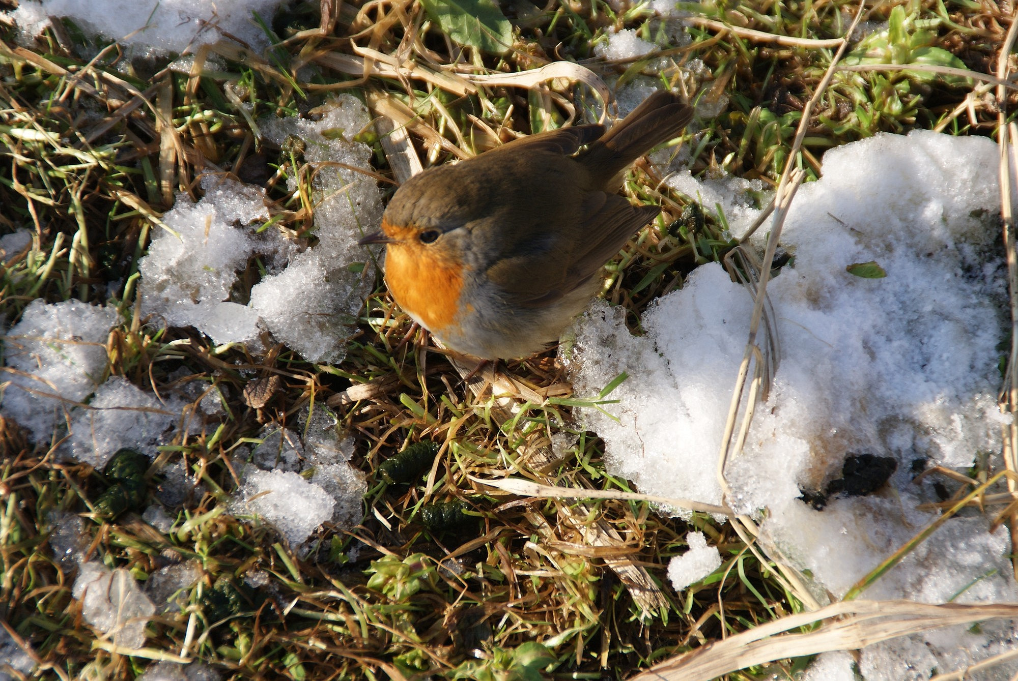 Sony Alpha DSLR-A230 sample photo. Contrasted nature photography