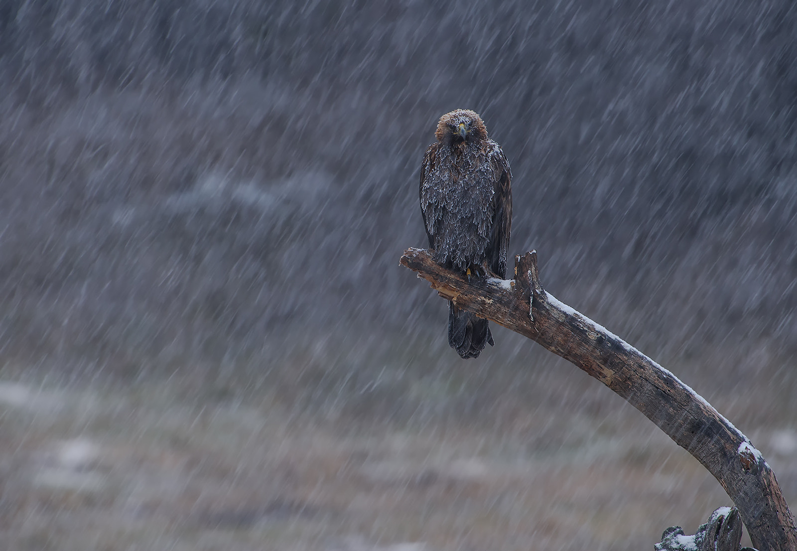 Nikon AF-S Nikkor 300mm F2.8G ED-IF VR sample photo. Golden eagle photography