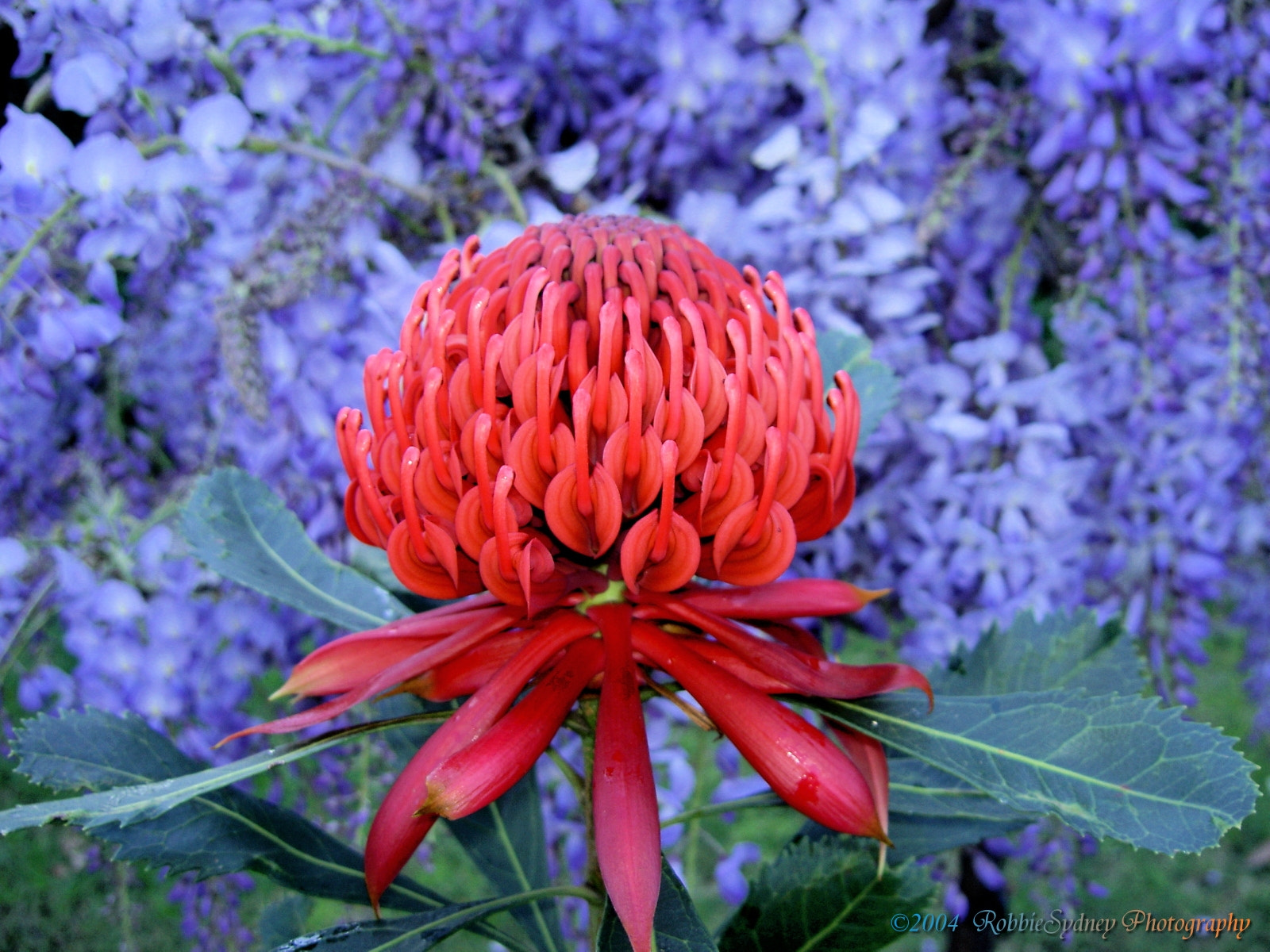 KONICA MINOLTA DiMAGE G500 sample photo. Waratah & wisteria photography