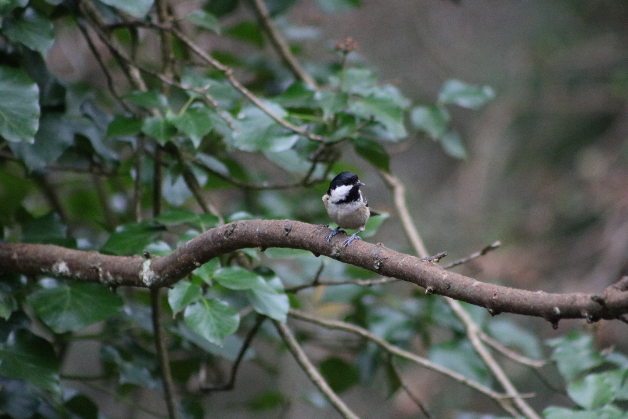 Canon EOS 760D (EOS Rebel T6s / EOS 8000D) + EF75-300mm f/4-5.6 sample photo. Coal tit photography