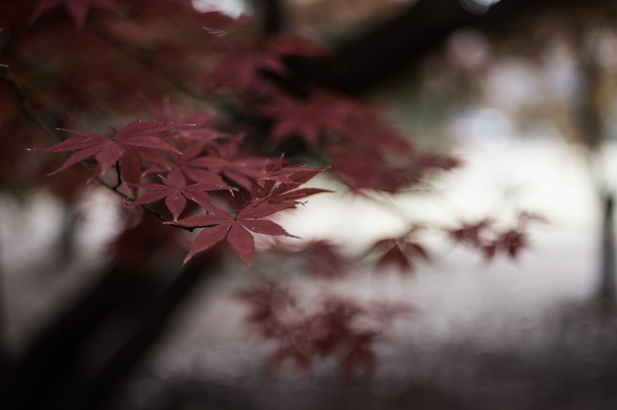 Pentax smc FA 43mm F1.9 Limited sample photo. Reach out photography