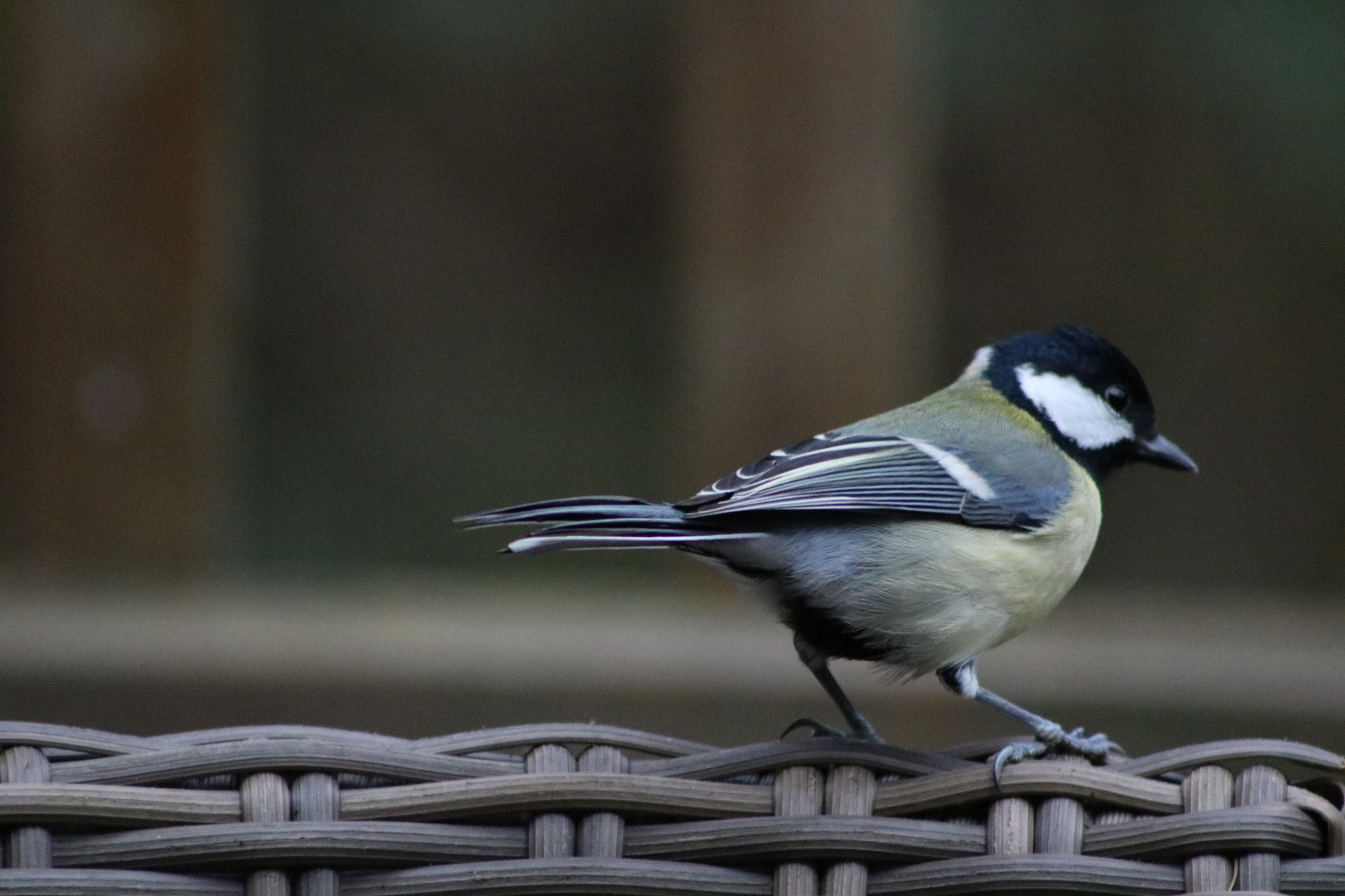 Canon EOS 760D (EOS Rebel T6s / EOS 8000D) + EF75-300mm f/4-5.6 sample photo. Great tit photography