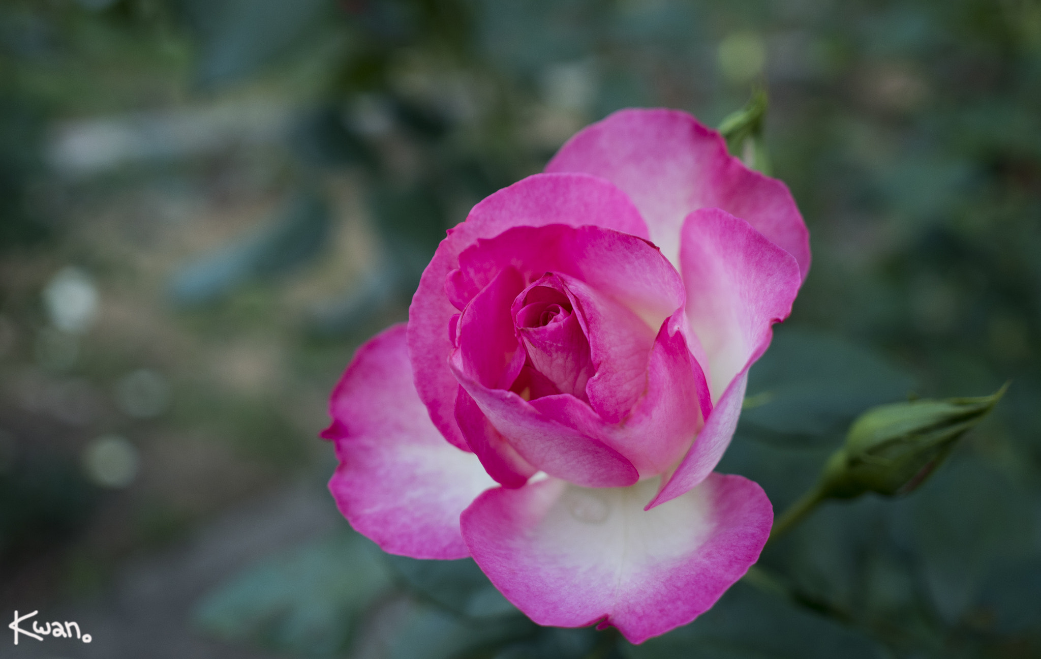 Olympus PEN E-PL7 + Olympus M.Zuiko Digital 17mm F2.8 Pancake sample photo. Pink rose photography