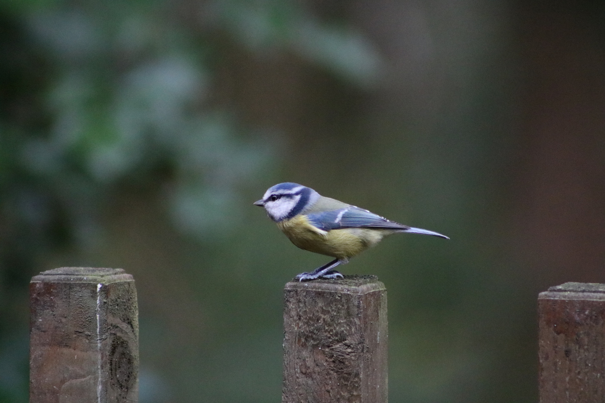 Canon EOS 760D (EOS Rebel T6s / EOS 8000D) + EF75-300mm f/4-5.6 sample photo. Blue tit photography