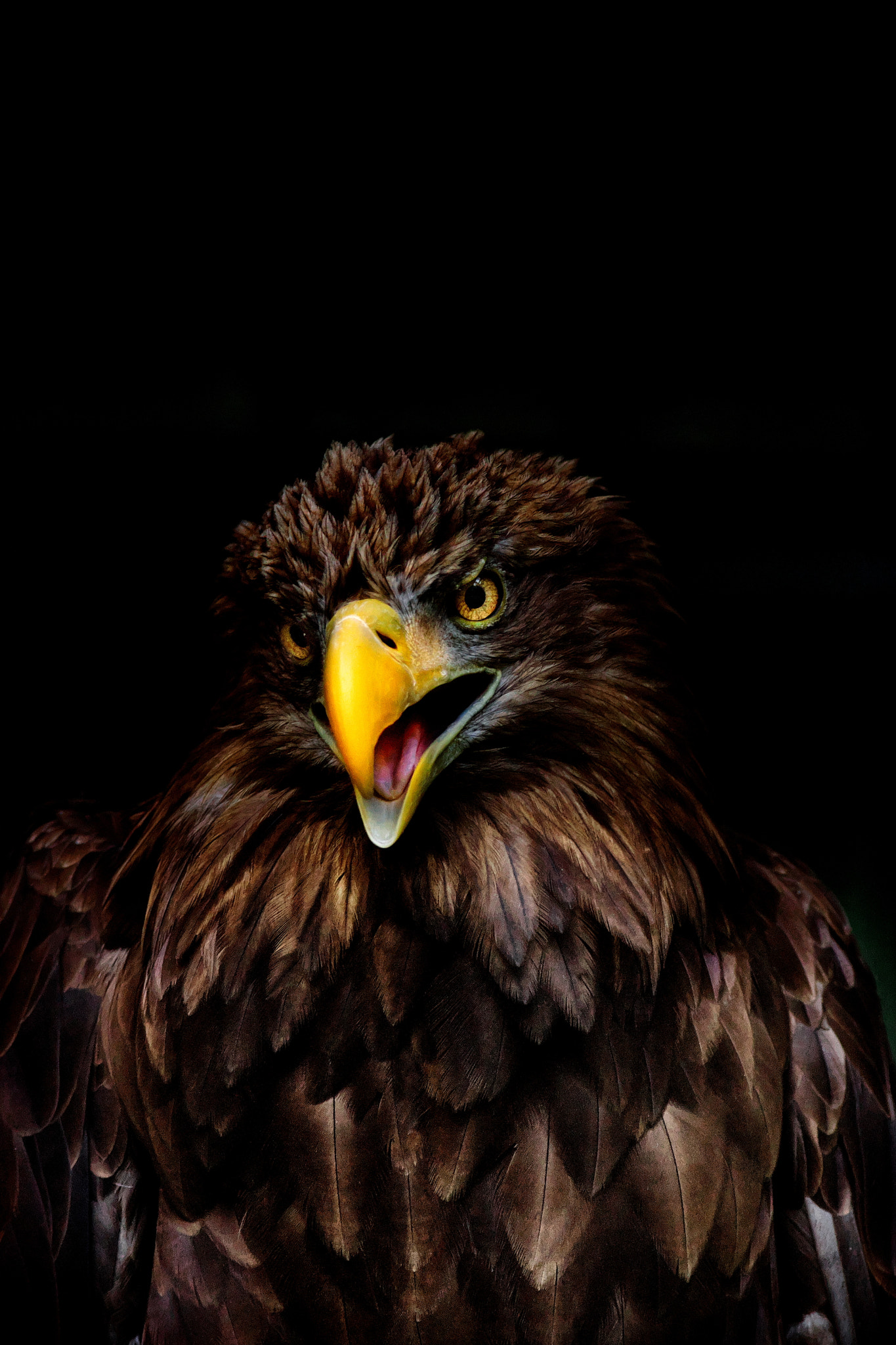Sony SLT-A77 + Minolta AF 400mm F4.5 HS-APO G sample photo. Eagle talk photography