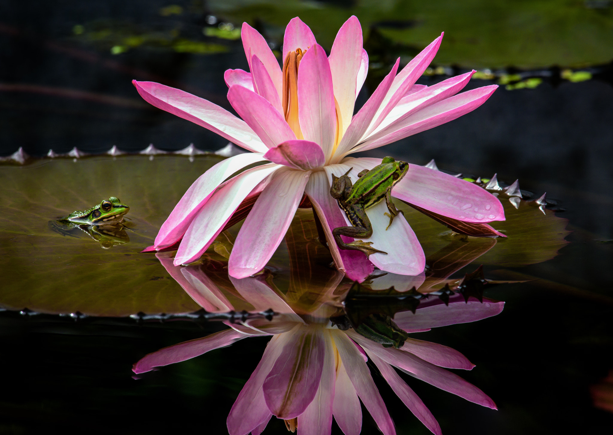 Nikon D7200 + Nikon AF-S Nikkor 600mm F4G ED VR sample photo. When two frogs meet at the pond photography