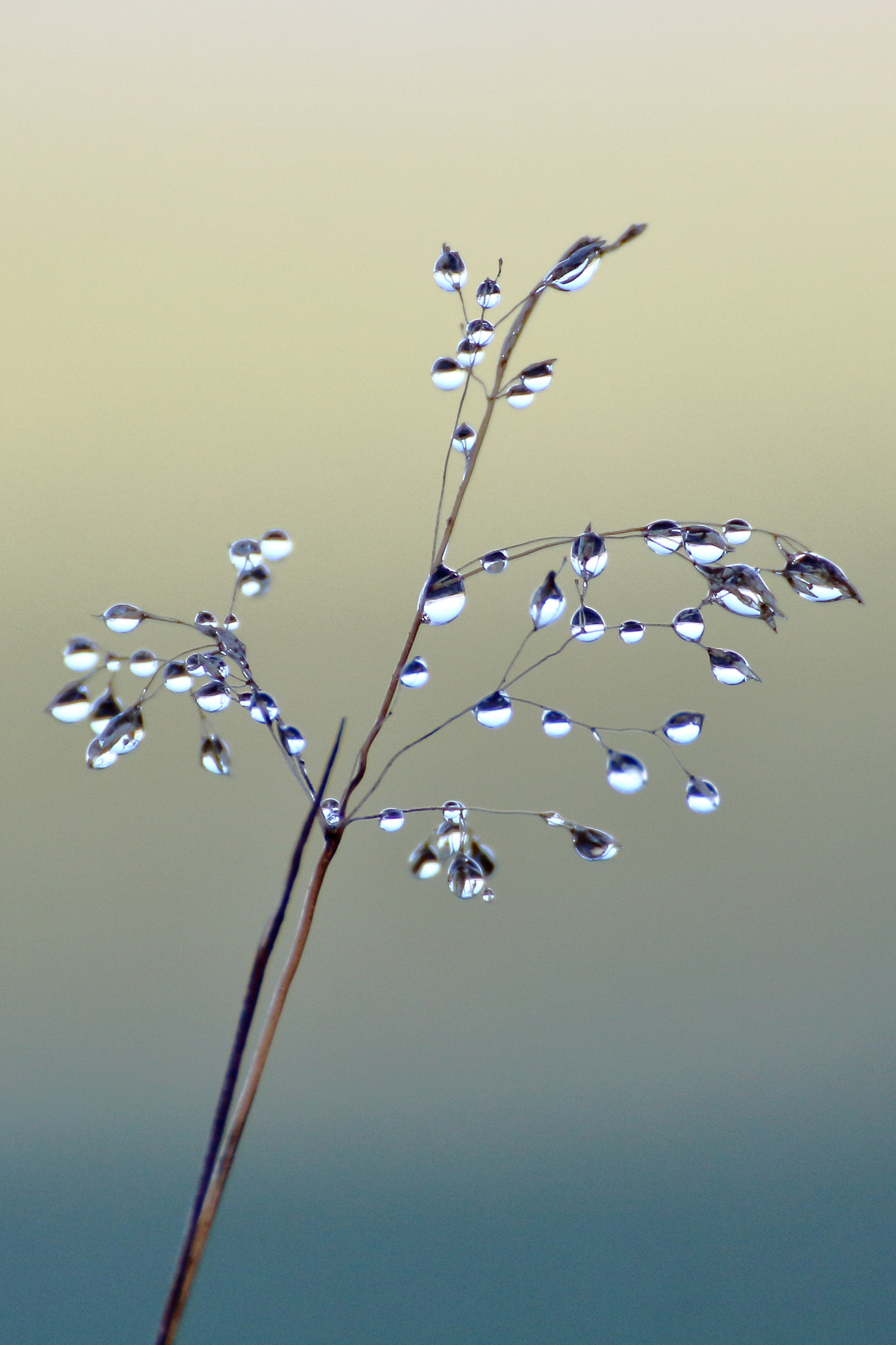 Tamron SP 35mm F1.8 Di VC USD sample photo. Filigree. photography