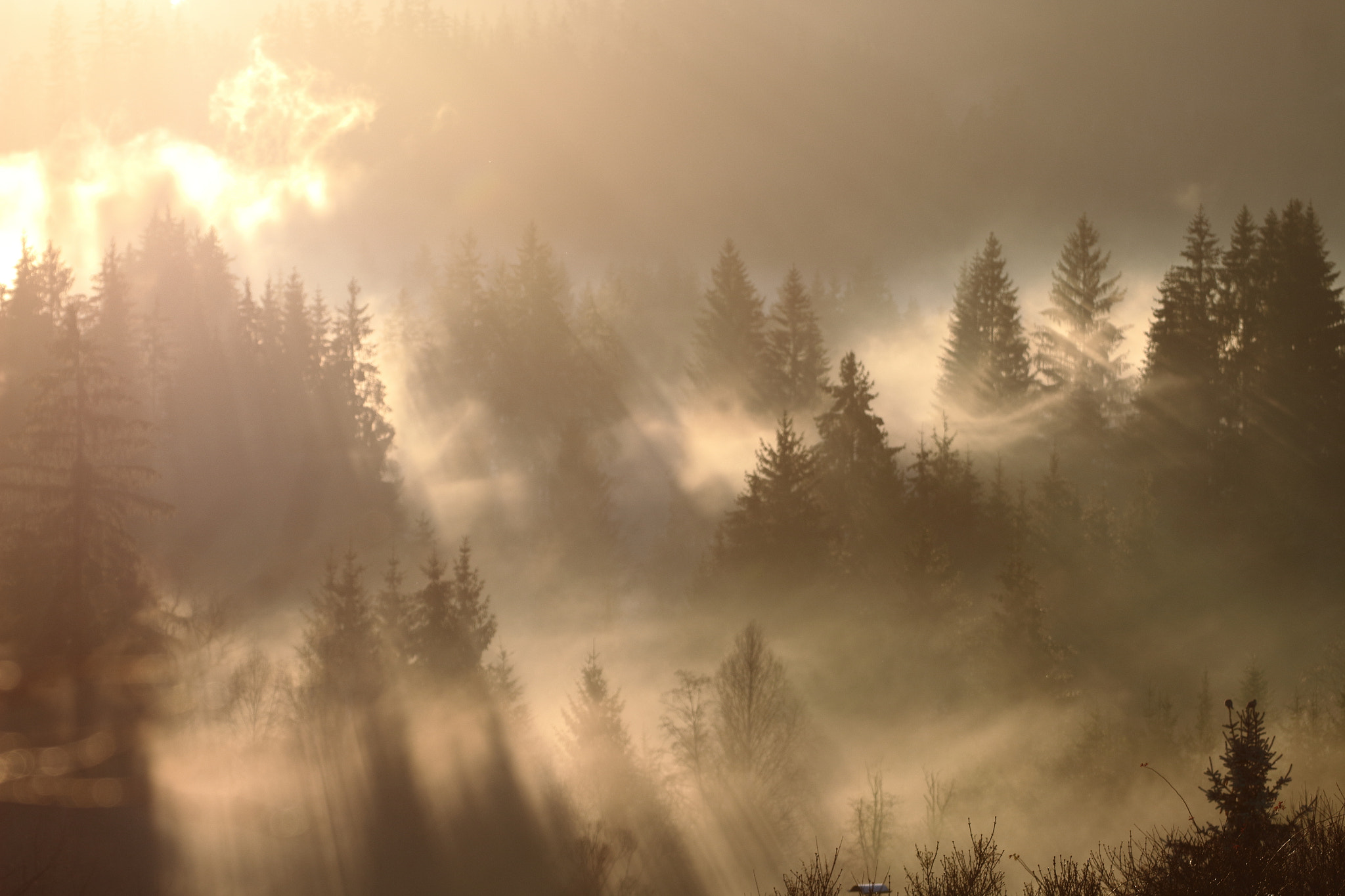Tamron SP 35mm F1.8 Di VC USD sample photo. Misty forest. photography