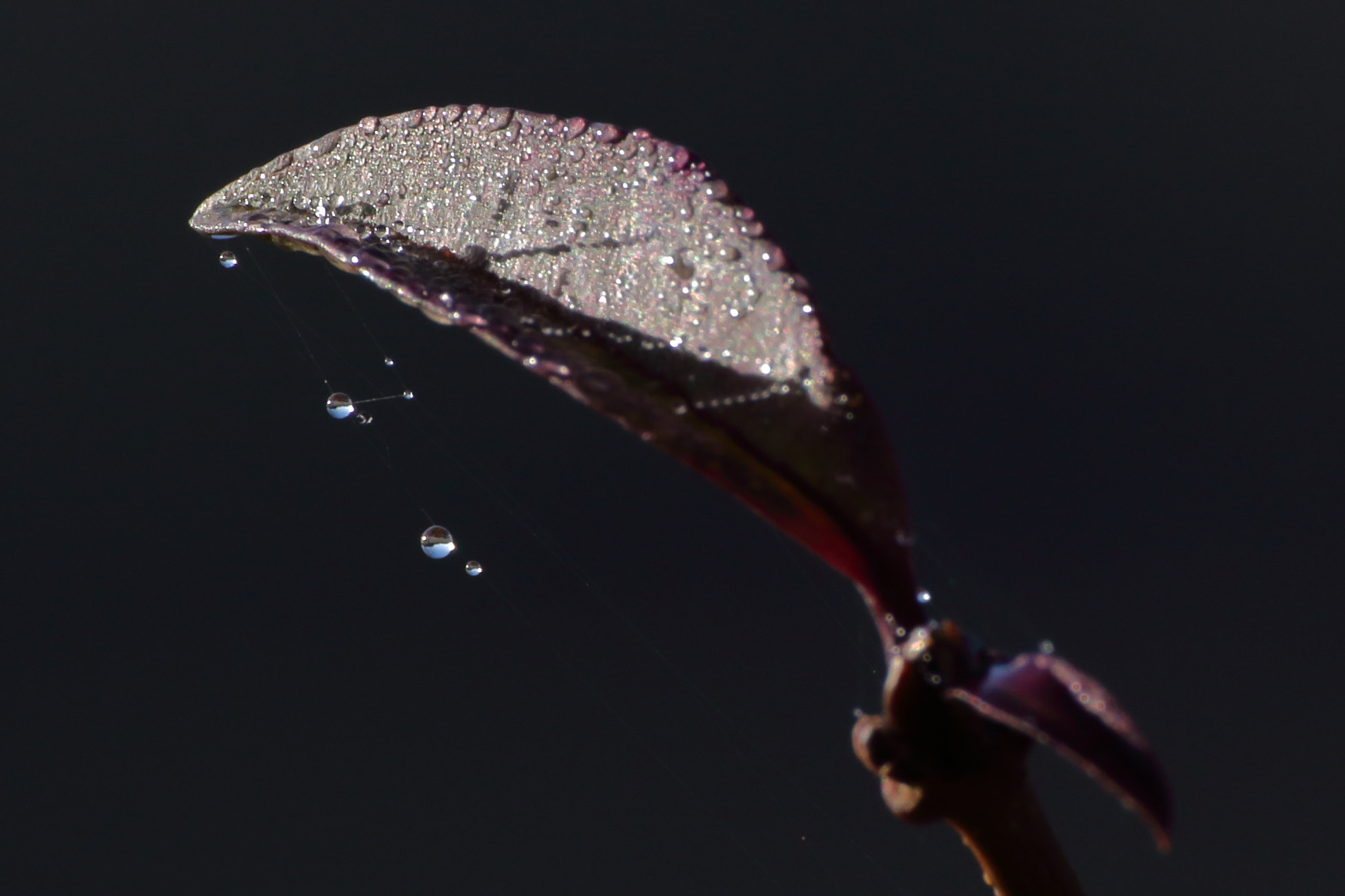 Tamron SP 35mm F1.8 Di VC USD sample photo. Blatt tau tropfen spinnennetz photography
