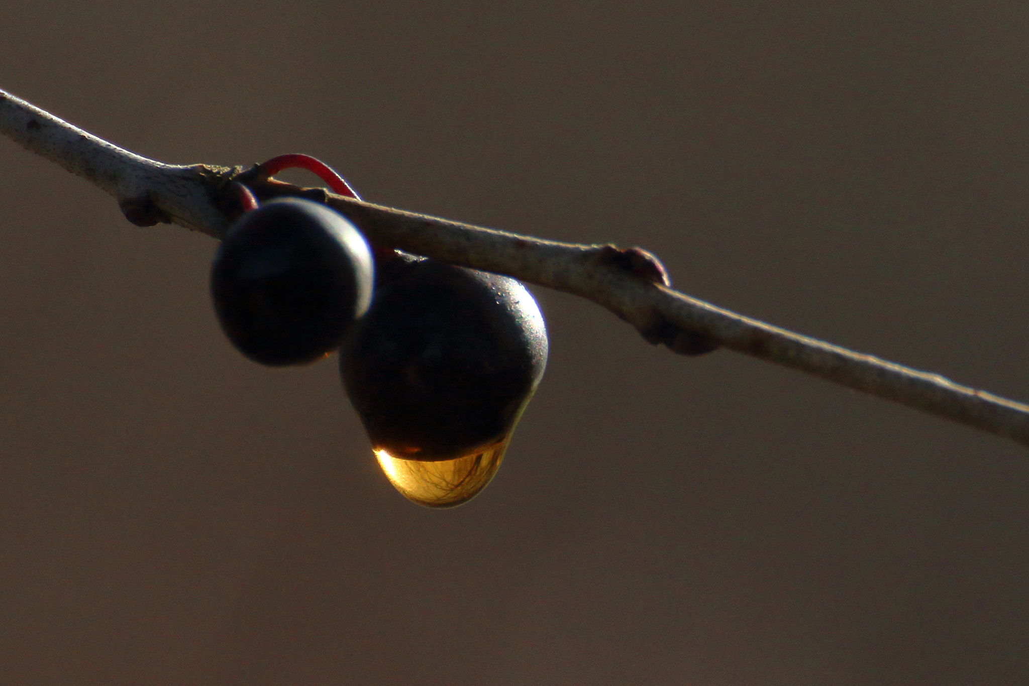 Tamron SP 35mm F1.8 Di VC USD sample photo. Golden berry. photography