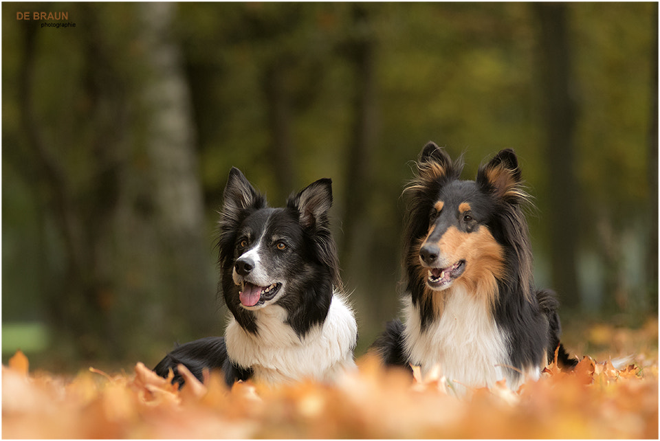 Sigma 70-200mm F2.8 EX DG OS HSM sample photo. Aidan & happy (autumn) photography