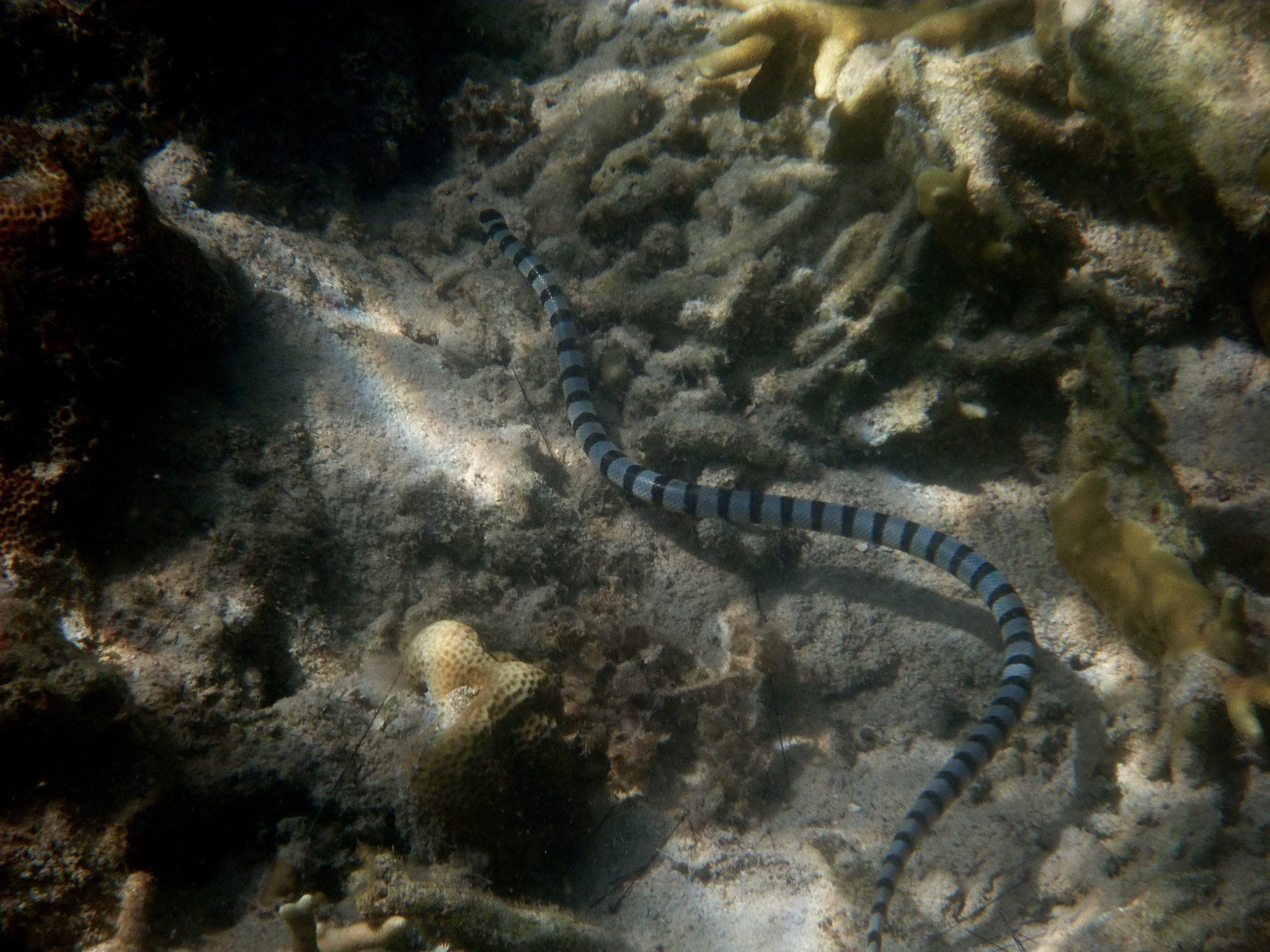 Panasonic DMC-FT4 sample photo. A banded sea krait photography