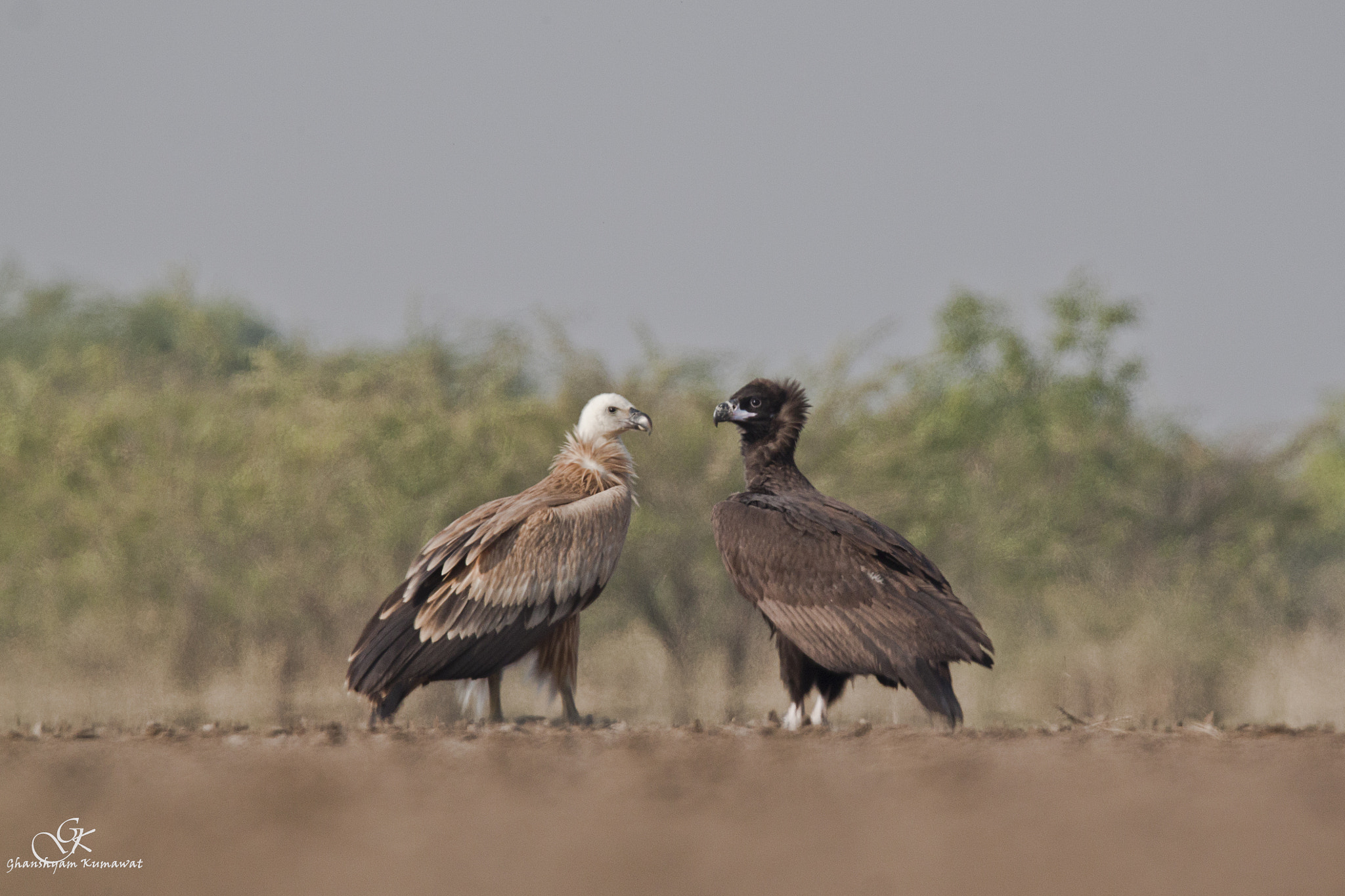 Canon EOS 500D (EOS Rebel T1i / EOS Kiss X3) sample photo. Eurasian griffon & cinereous vulture photography