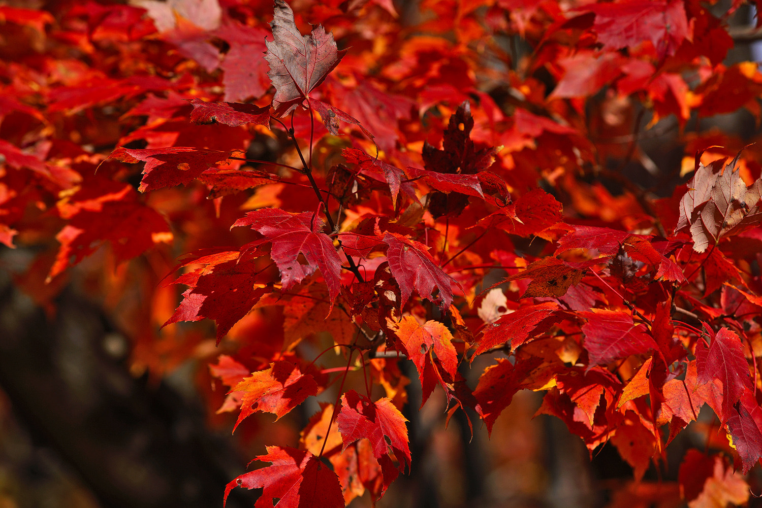 70-200mm F2.8 G SSM OSS II sample photo. Crimson tide photography