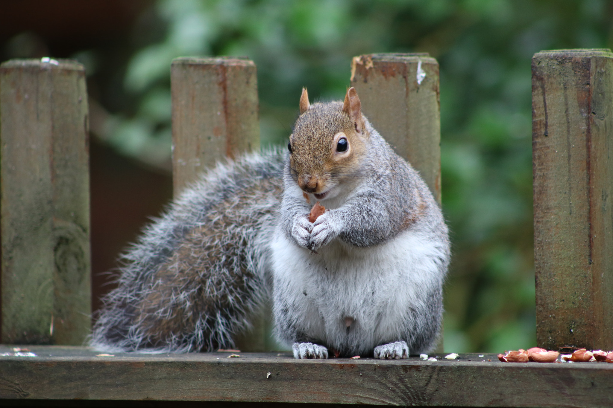 Canon EOS 760D (EOS Rebel T6s / EOS 8000D) + EF75-300mm f/4-5.6 sample photo. Grey squirrel photography