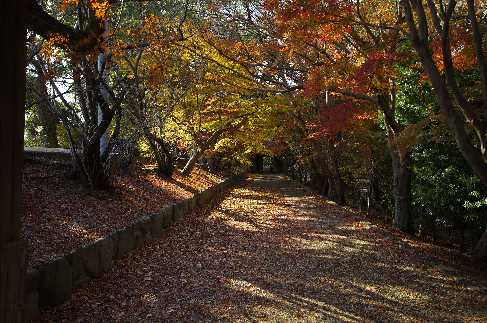 Sigma 10-20mm F3.5 EX DC HSM sample photo. _igp9917.jpg photography