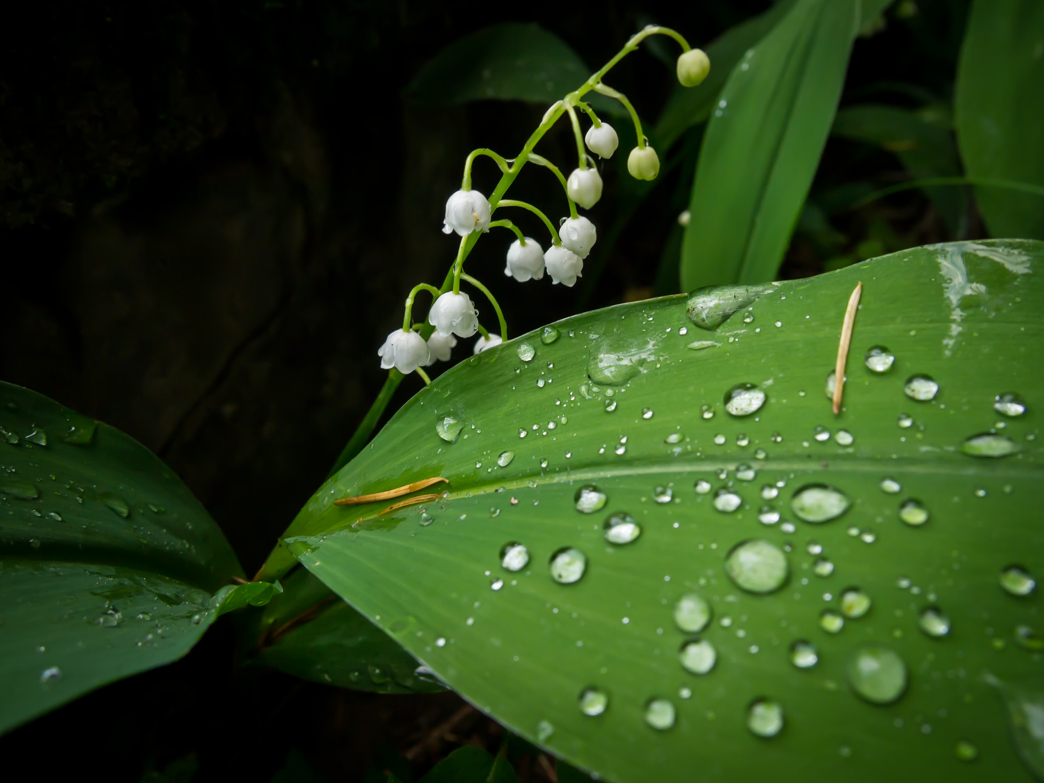Olympus PEN E-PL1 sample photo. Lily of the valler photography