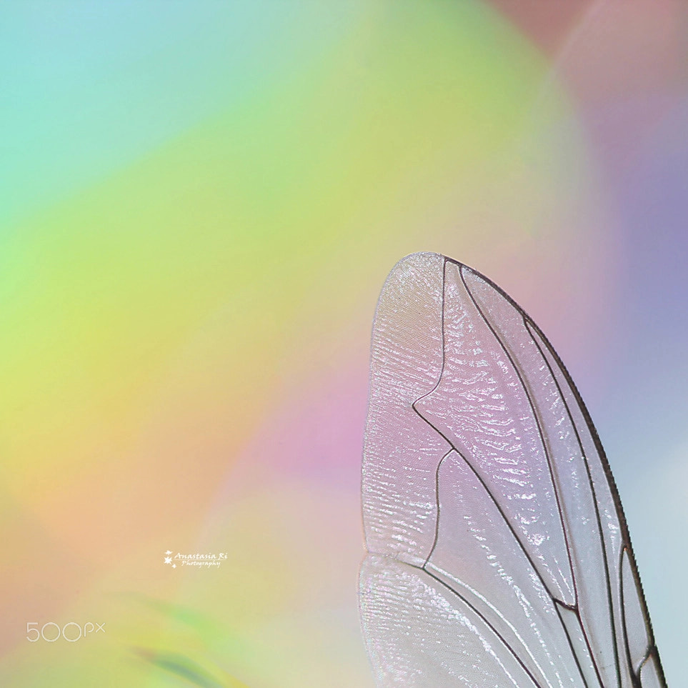 Canon EOS 600D (Rebel EOS T3i / EOS Kiss X5) + Canon EF 100mm F2.8 Macro USM sample photo. Glass wing photography
