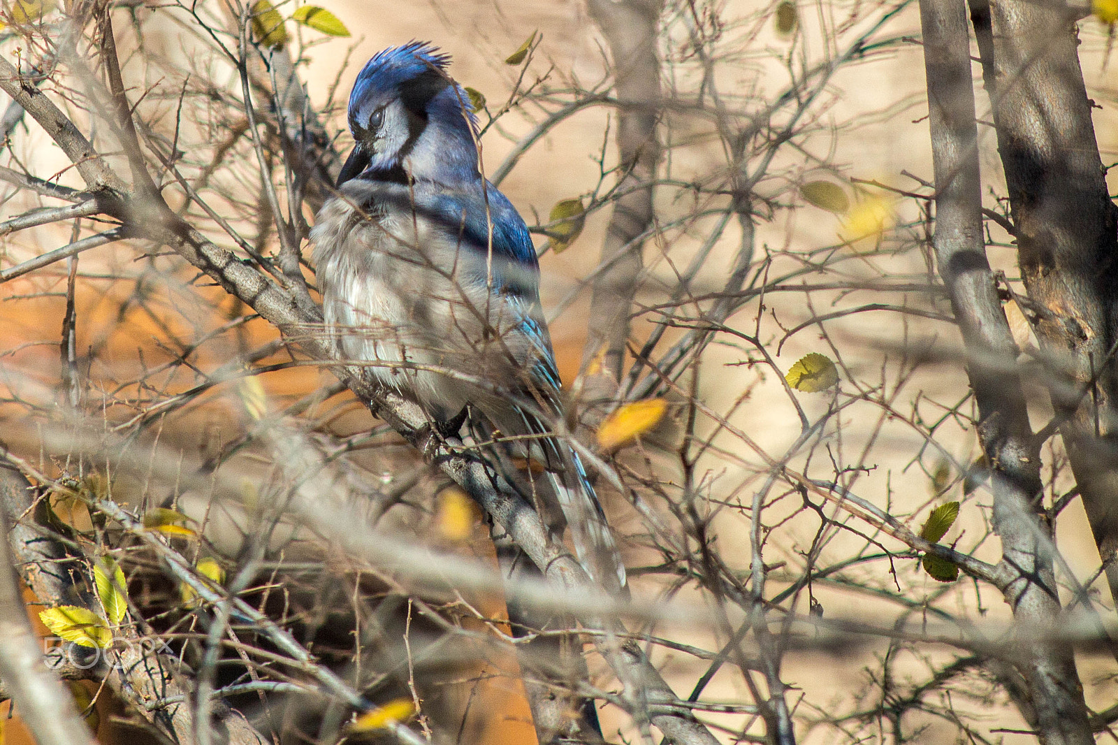 Canon EF 200mm f/2.8L II + 2x sample photo. Blue jay photography